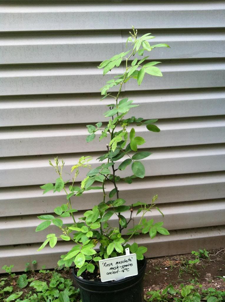  photo IMG_0311_zpsc6b17ae0.jpg